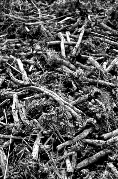 Fotografia de muletas - Galeria Fotografica: Naciendo - Foto: Atemporal