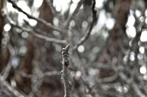 Fotografia de muletas - Galeria Fotografica: Naciendo - Foto: Naciendo