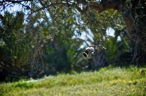 Fotografia de muletas - Galeria Fotografica: Naciendo - Foto: Vuelo