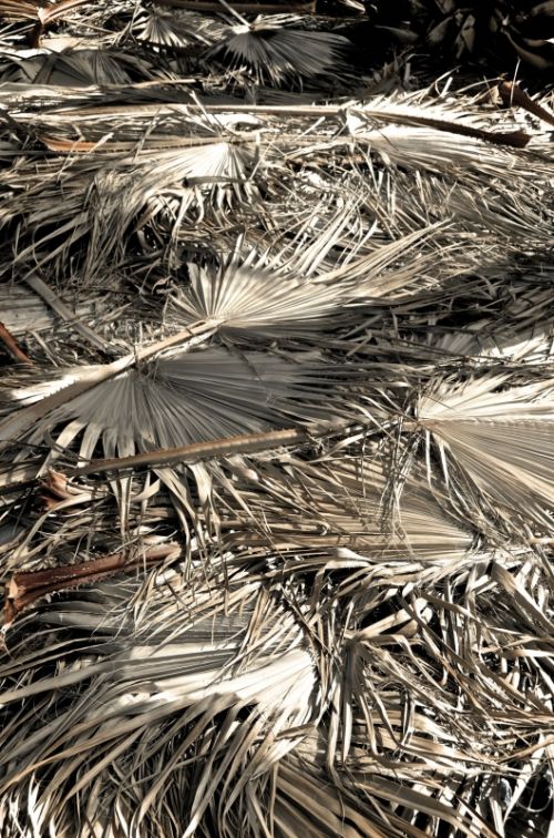 Fotografia de muletas - Galeria Fotografica: Naciendo - Foto: Secos