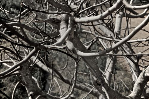 Fotografia de muletas - Galeria Fotografica: Naciendo - Foto: Desnudas