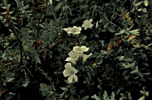 Fotografia de muletas - Galeria Fotografica: Naciendo - Foto: Siete