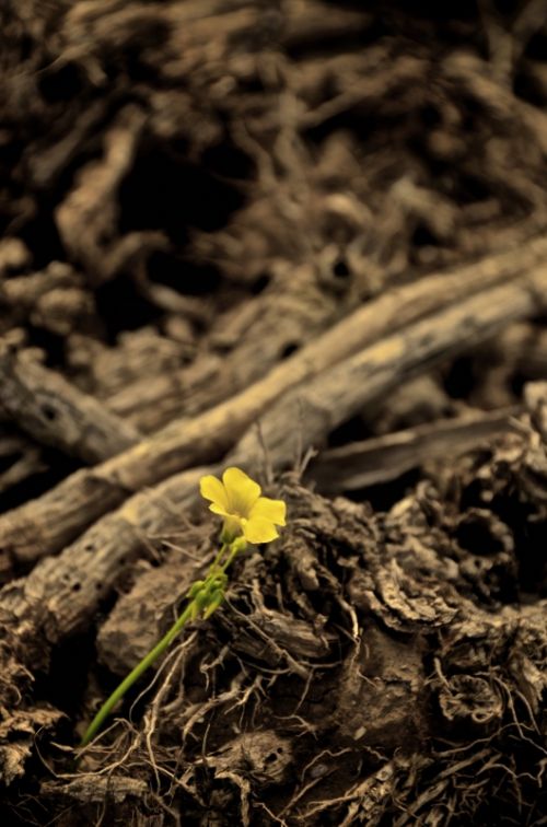 Fotografia de muletas - Galeria Fotografica: Naciendo - Foto: Solitaria