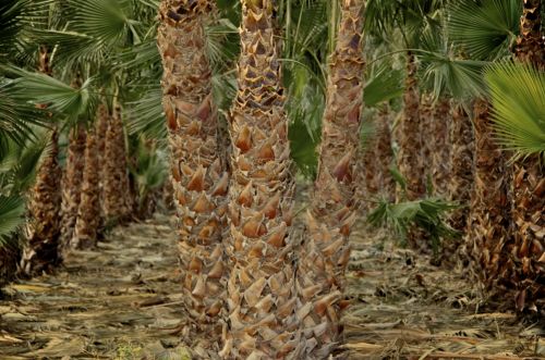Fotografia de muletas - Galeria Fotografica: Naciendo - Foto: Tres