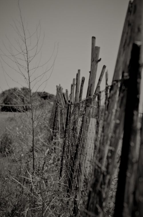 Fotografia de muletas - Galeria Fotografica: Naciendo - Foto: 