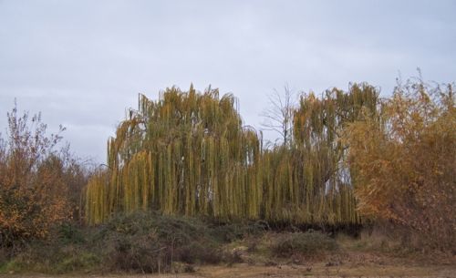 Fotografia de CARLOS RIVERO - Galeria Fotografica: Fotografa COLOR. - Foto: 