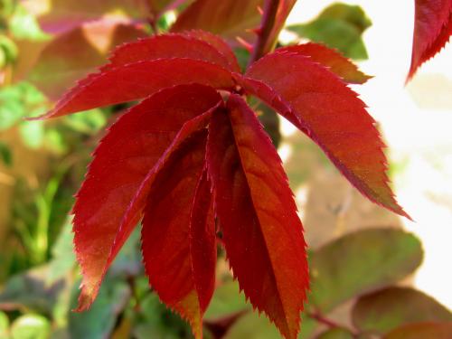 Fotografia de Montse Baiges - Galeria Fotografica: Detalles - Foto: Rosarosae