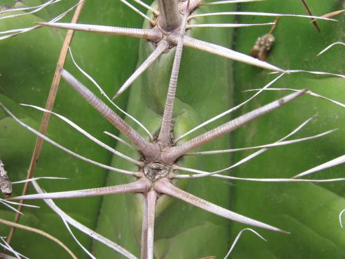 Fotografia de Montse Baiges - Galeria Fotografica: Detalles - Foto: Espinas