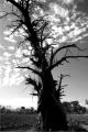 Fotos de Karlos Esparzza Fotografa -  Foto: El Paso del Tiempo - Arbol de la Vida