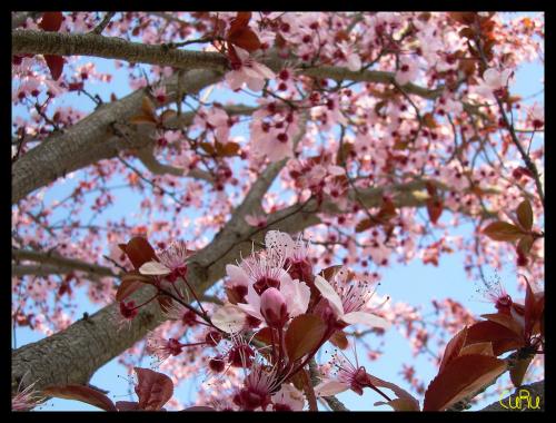 Fotografia de Anna - Galeria Fotografica: Paisajeland - Foto: Sakura #2