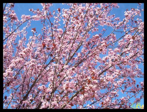 Fotografia de Anna - Galeria Fotografica: Paisajeland - Foto: Sakura