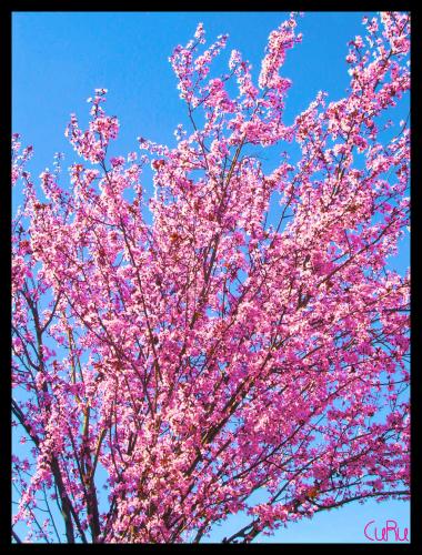 Fotografia de Anna - Galeria Fotografica: Paisajeland - Foto: Sakura tree