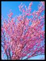 Fotos de Anna -  Foto: Paisajeland - Sakura tree