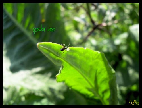 Fotografia de Anna - Galeria Fotografica: Paisajeland - Foto: spider me