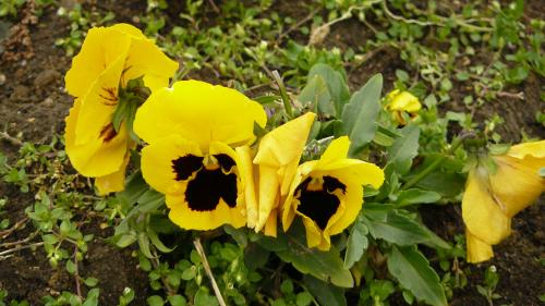 Fotografia de enzo - Galeria Fotografica: macros in live - Foto: Pensamientos