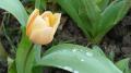 Foto de  enzo - Galería: macros in live - Fotografía: tulipan macro