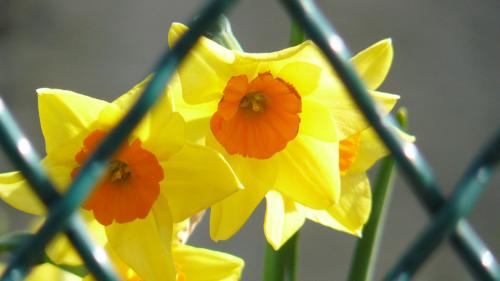 Fotografia de enzo - Galeria Fotografica: macros in live - Foto: tulipan con reja