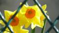 Fotos de enzo -  Foto: macros in live - tulipan con reja