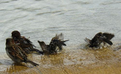 Fotografia de enzo - Galeria Fotografica: macros in live - Foto: El refresco de los pajaros