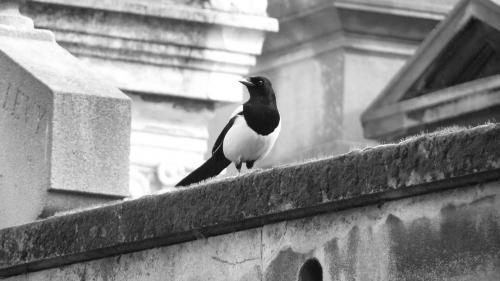 Fotografia de enzo - Galeria Fotografica: macros in live - Foto: pajaro en monmatre