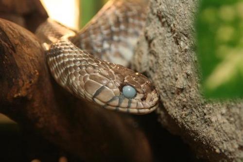 Fotografia de diego toral photo koncept - Galeria Fotografica: Culebras - Foto: serpiente rey