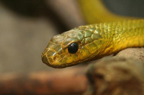 Fotografia de diego toral photo koncept - Galeria Fotografica: Culebras - Foto: tankanapi