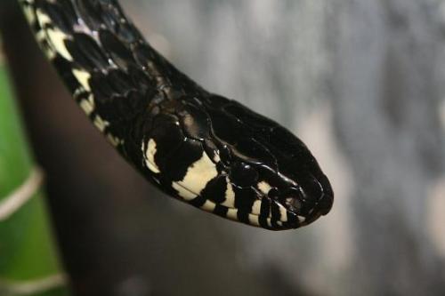 Fotografia de diego toral photo koncept - Galeria Fotografica: Culebras - Foto: chonta tigre