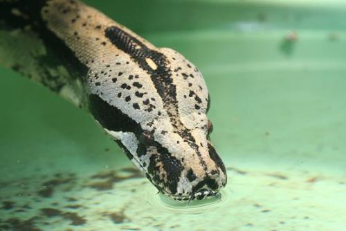 Fotografia de diego toral photo koncept - Galeria Fotografica: Culebras - Foto: Boa constrictor