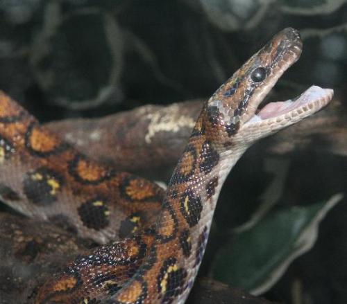 Fotografia de diego toral photo koncept - Galeria Fotografica: Culebras - Foto: BOa Arcoirirs