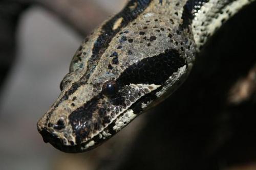 Fotografia de diego toral photo koncept - Galeria Fotografica: Culebras - Foto: Boa Constrictor