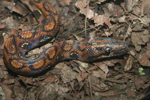 Fotografia de diego toral photo koncept - Galeria Fotografica: Culebras - Foto: Boa Arcoiris