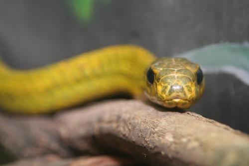 Fotografia de diego toral photo koncept - Galeria Fotografica: Culebras - Foto: tankanapi