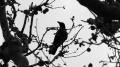 Fotos de enzo -  Foto: macros in live - cuervo en macro