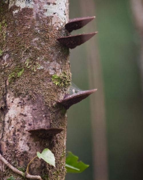 Fotografia de PUJADES.NET - Galeria Fotografica: Tardor a la riera de Canet - Foto: Riera de Canet