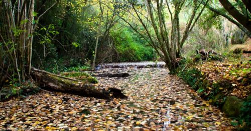 Fotografia de PUJADES.NET - Galeria Fotografica: Tardor a la riera de Canet - Foto: Riera de Canet
