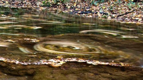 Fotografia de PUJADES.NET - Galeria Fotografica: Tardor a la riera de Canet - Foto: Riera de Canet