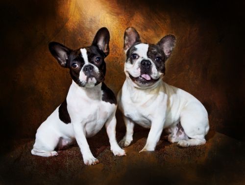 Fotografia de Antonio Siles, Fotgrafo - Galeria Fotografica: Estudio - Foto: 