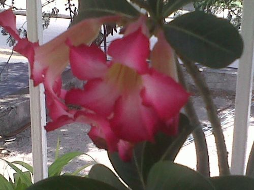 Fotografia de Xena - Galeria Fotografica: Mix - Foto: 