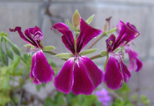 Fotografia de erickpp - Galeria Fotografica: naturaleza - Foto: natural