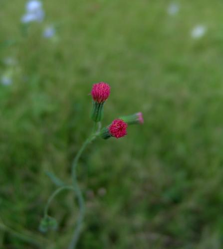 Fotografia de erickpp - Galeria Fotografica: naturaleza - Foto: unica