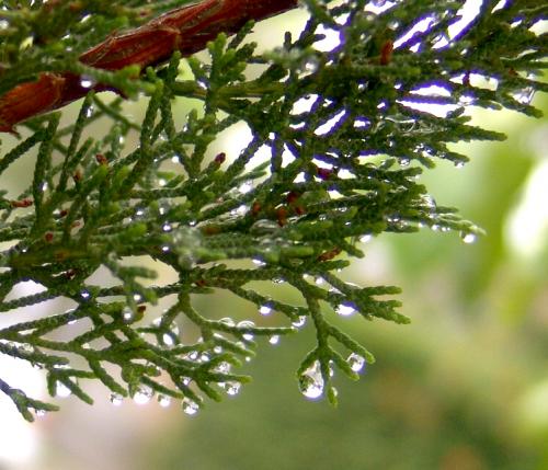 Fotografia de erickpp - Galeria Fotografica: naturaleza - Foto: lluvia