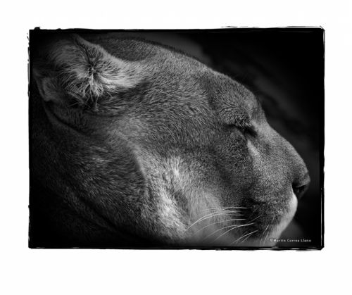 Fotografia de Martin Fotographer - Galeria Fotografica: Se parece a alguien que conozco - Foto: 