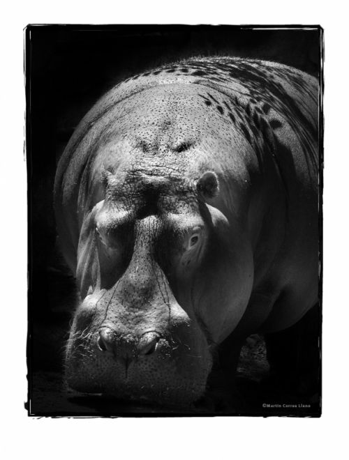 Fotografia de Martin Fotographer - Galeria Fotografica: Se parece a alguien que conozco - Foto: 