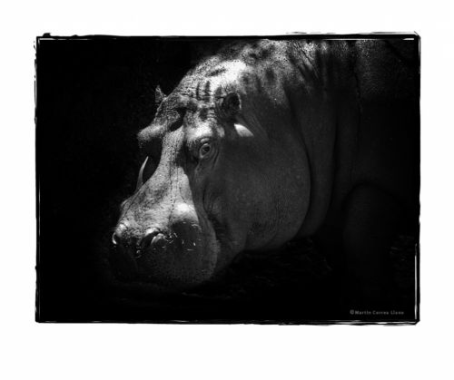 Fotografia de Martin Fotographer - Galeria Fotografica: Se parece a alguien que conozco - Foto: 