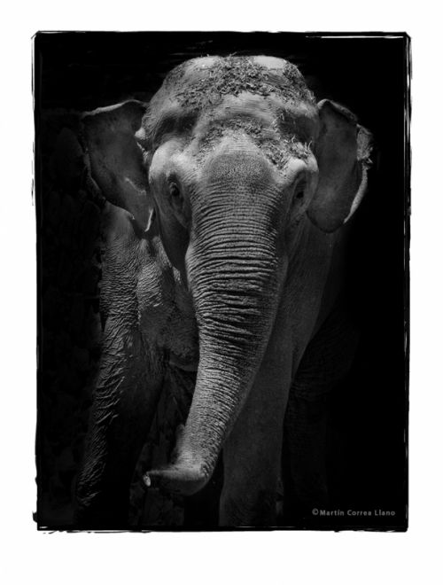 Fotografia de Martin Fotographer - Galeria Fotografica: Se parece a alguien que conozco - Foto: 