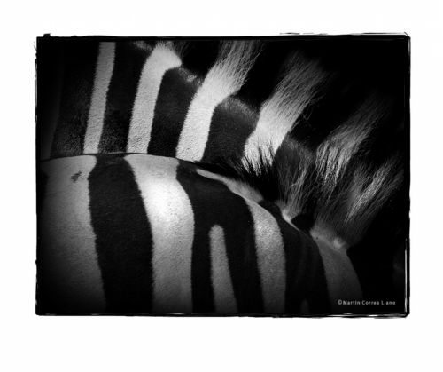 Fotografia de Martin Fotographer - Galeria Fotografica: Se parece a alguien que conozco - Foto: 