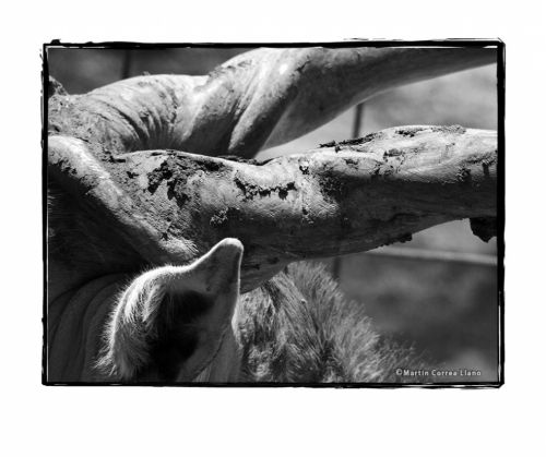 Fotografia de Martin Fotographer - Galeria Fotografica: Se parece a alguien que conozco - Foto: 