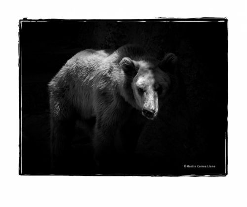 Fotografia de Martin Fotographer - Galeria Fotografica: Se parece a alguien que conozco - Foto: 