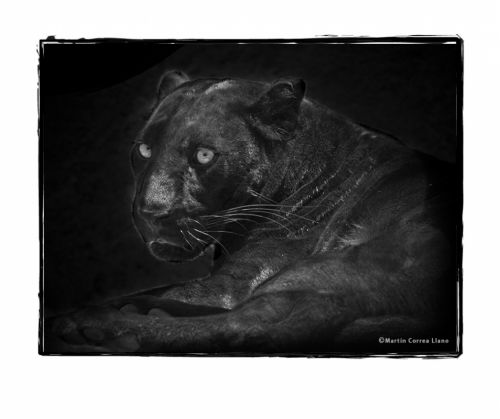 Fotografia de Martin Fotographer - Galeria Fotografica: Se parece a alguien que conozco - Foto: 