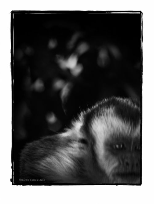 Fotografia de Martin Fotographer - Galeria Fotografica: Se parece a alguien que conozco - Foto: 